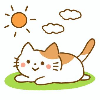 日向ぼっこする猫の画像